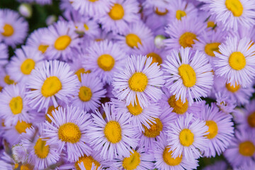 Flowers of violet flowers of Erigeron speciosus in garden. Floral background