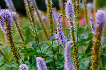 Obraz premium Blue inflorescences of Sibirian veronicastrum. Blue flowers Veronicastrum sibiricum in garden