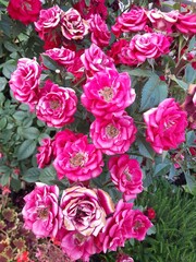bunch of roses