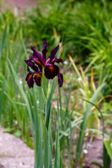 A beautiful purple iris spuria in a spring garden