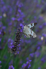 Closeup beautiful butterfly sitting on the lavender flower in a summer garden