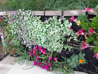 flowers in a garden