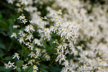 White flower of clematis recta in garden
