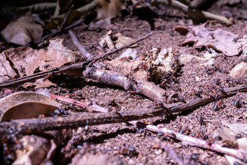 Ants working hard for colony 