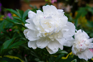 Beautiful white peony in the spring garden. White peony close up