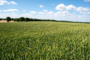 Bright green beautiful field