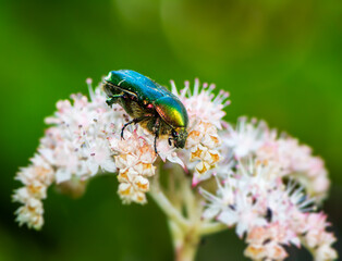Rose chafer bug in a flower blossom