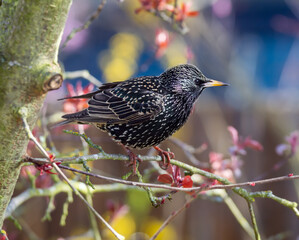 Closeup of a common starling
