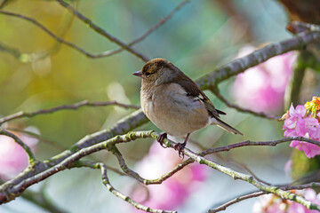 Female common chaffinch bird sitting on a tree