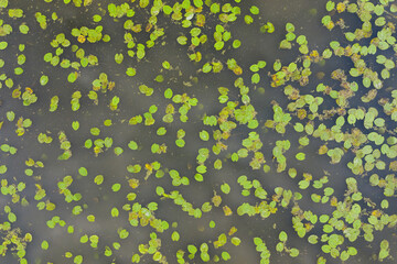 Green waterlily leaves in a pond captured from above in top down view. Large plants floating on...