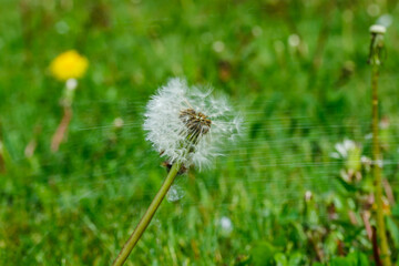 Beautiful fluffy dandelion with seeds under the rain against the green grass