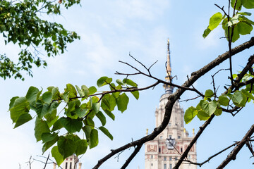 linden branch with green leaves view of east facade of Main Building of Moscow State University on background on sunny summer day (focus on leaves on foreground)