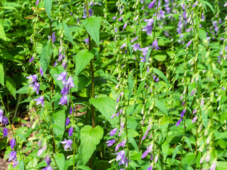 plantation of violet bellflowers at meadow on sunny summer day