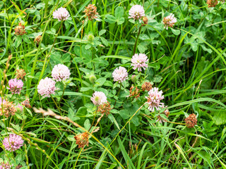 fresh and dried red clover flowers at green meadow in summer