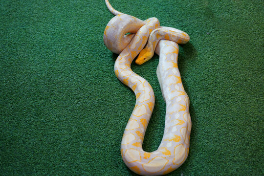  snake on a green background
