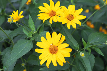 Doronicum yellow flowers in the garden in spring © eliosdnepr