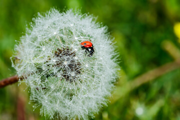 Beautiful fluffy dandelion with rain drops and ladybug against the green grass