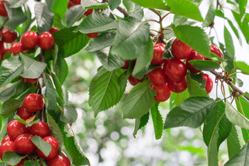 Sweet cherry red berries on a tree branch close up