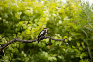 Male spotted woodpecker (Dendrocopos major) on a branch above a lake
