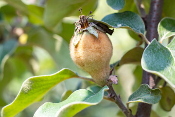 Young fruits of chinese quince, on the branch