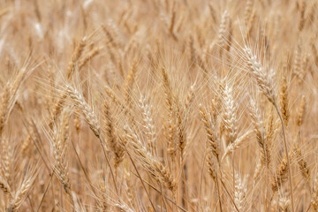 Gold Wheat Field. Beautiful Nature Sunset Landscape. Background of ripening ears of meadow wheat field.