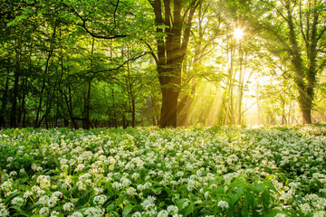 Morning sun shining through forest leaves onto a field of wild garlic in bloom. Lone tree stands...