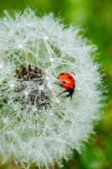 Beautiful fluffy dandelion with rain drops and ladybug against the green grass