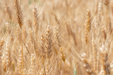 Fototapeta premium Pola pszenicy pod koniec lata w pełni dojrzałe