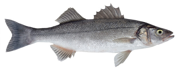 Saltwater fish isolated on white background closeup. The  European bass, also known as sea bass, branzino  is a  fish in the family Moronidae type species Dicentrarchus labrax