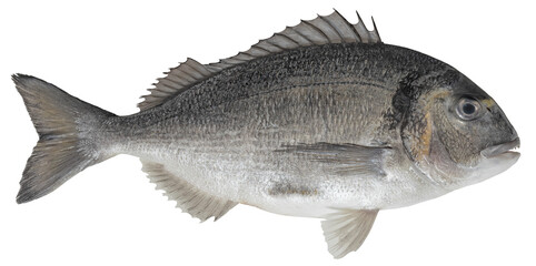 Saltwater fish isolated on white background closeup. The  gilt-head  bream, also known as seabream,...