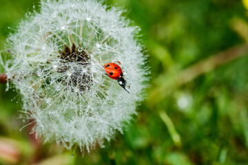 Beautiful fluffy dandelion with rain drops and ladybug against the green grass
