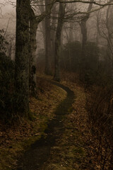 Obraz premium Walking path in the forest in fall on a foggy day