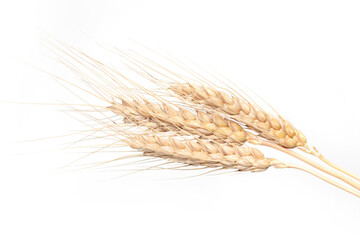 Spikelets of wheat. isolated on white background