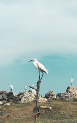 seagull on the rocks