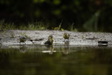 Three great tits (Parus major) washing in a small lake
