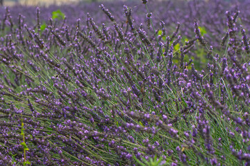 Lavender flower, selective and soft focus on lavender flowers.