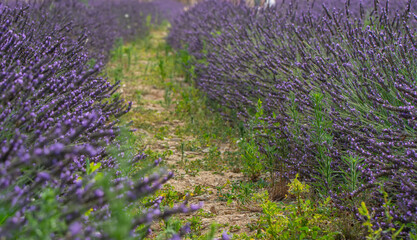 Naklejka premium Lavender flower, selective and soft focus on lavender flowers.
