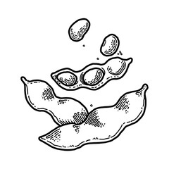 Soybean, doodle, Vector illustration.
