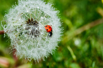 Beautiful fluffy dandelion with rain drops and ladybug against the green grass