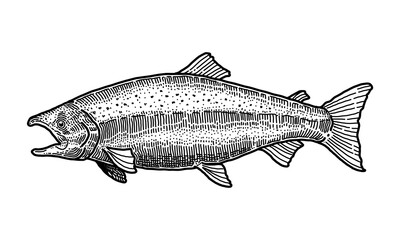 Salmon, Doole vector illustration.