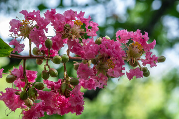 pink crape myrtle flowers