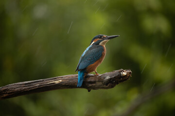 kingfisher on the branch in the rain