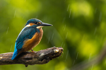 Fototapeta premium Kingfisher (Alcedo atthis) on a branch in the rain 