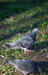 pigeon on the green grass in the park