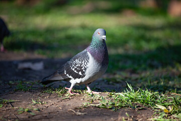 pigeon on the green grass in the park