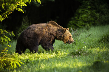 Fototapeta na wymiar Majestic brown bear, ursus arctos, walking on meadow in summer nature. Magnificent mammal standing in forest with blurred background. Wild animal looking to the grass.