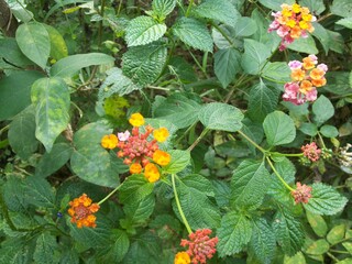 beautifull wild flower from forest call name lantana