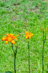 orange flowers in the garden