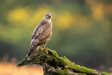 Majestic common buzzard, buteo buteo, sitting on branch in summer. Proud bird of prey screaming on bough in nature. Magnificent feathered animal looking on wood with moss.