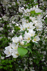 apple tree blossom